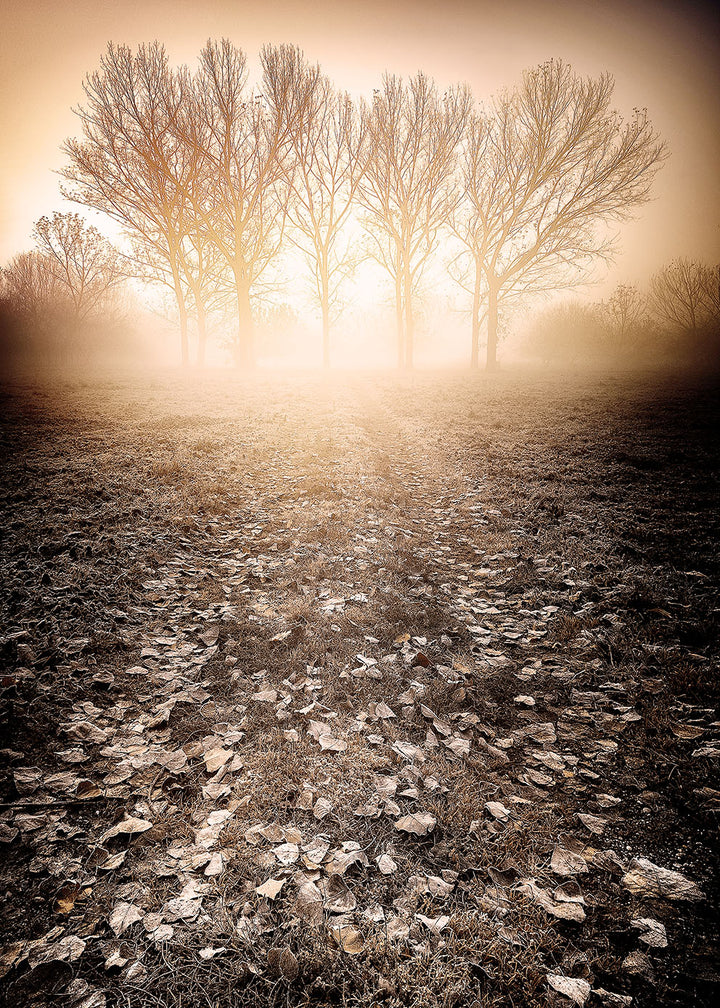 Plakat - Frosty Morning