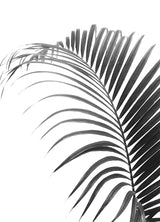 Plakat - Palma