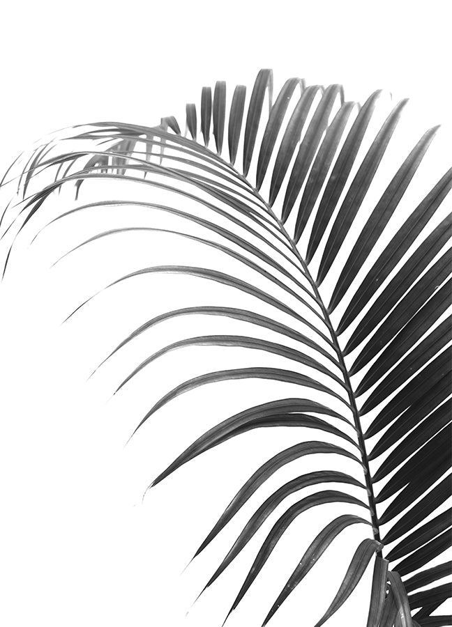 Plakat - Palma
