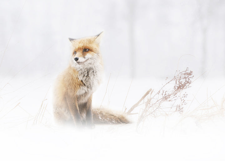 Tavla - Fox In The Fog