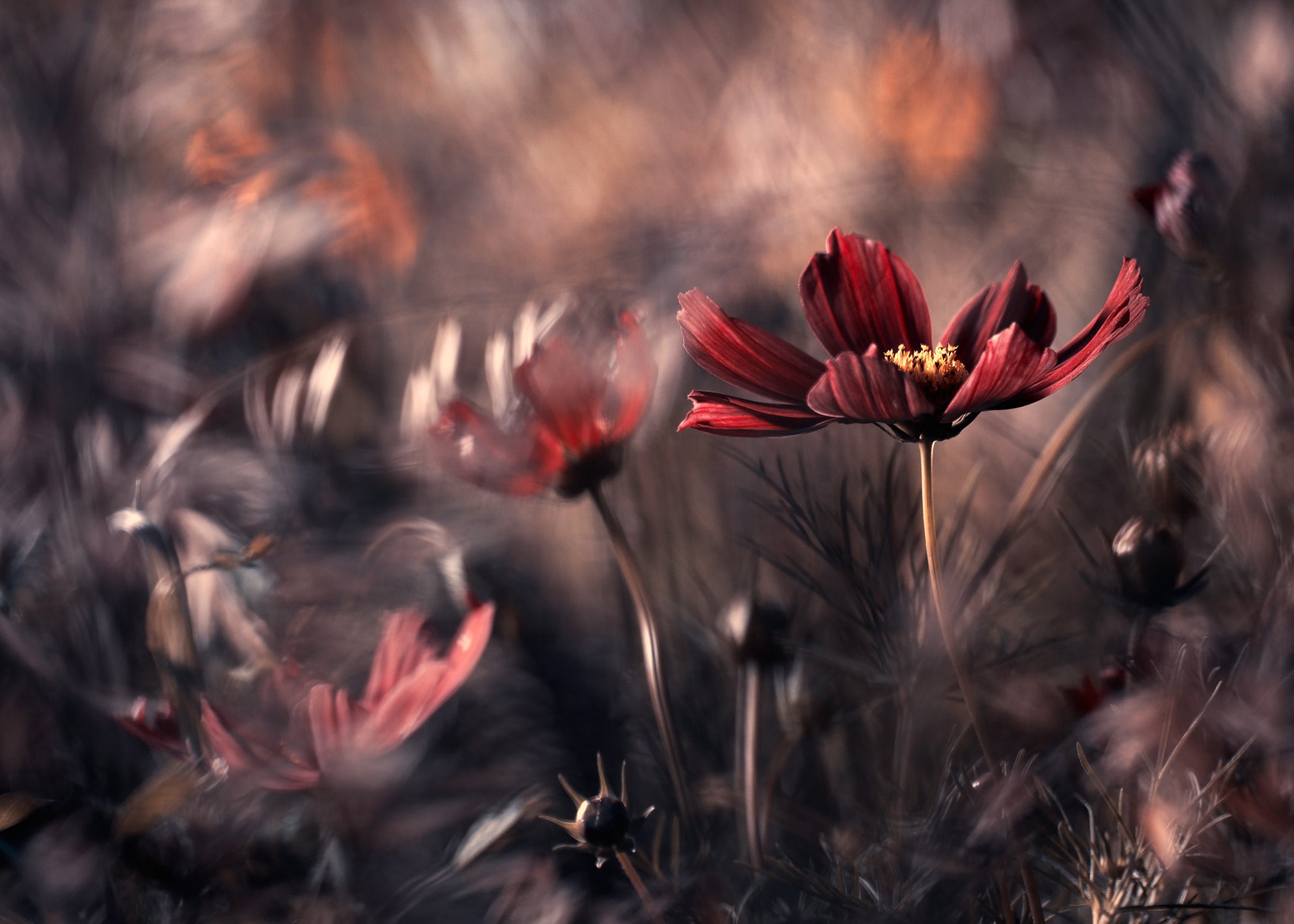Canvastavla - Crimson