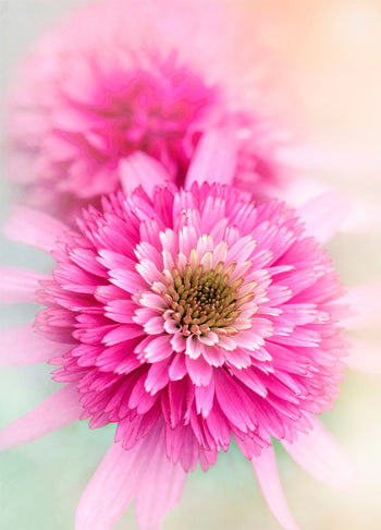 Poster - Carnation