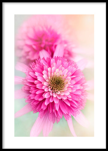 Poster - Carnation