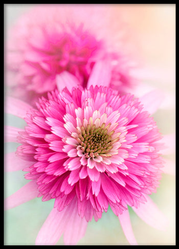 Poster - Carnation