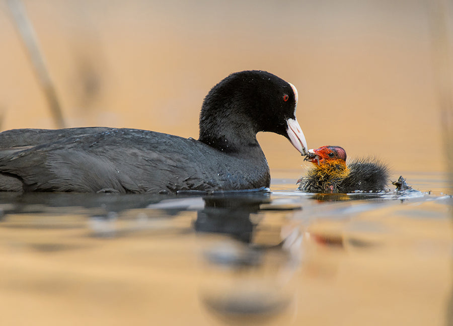 Poster - Motherhood