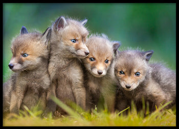 Poster - Wolfs of Sweden