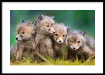 Poster - Wolfs of Sweden