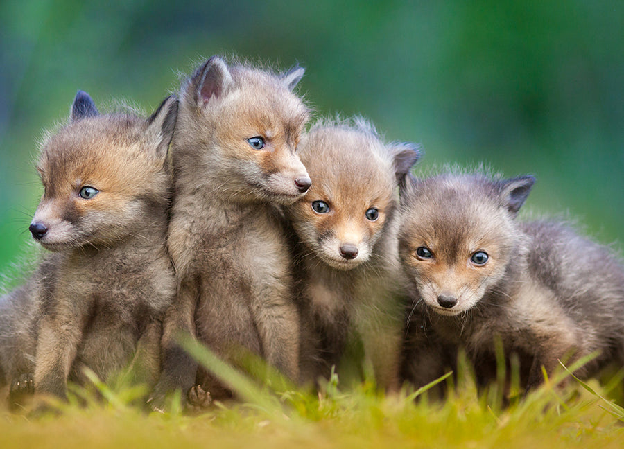 Poster - Wolfs of Sweden