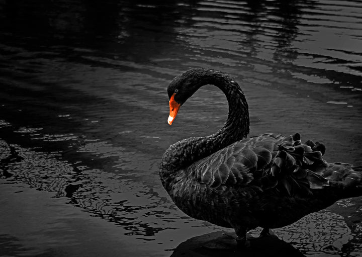 Plakat - Black Swan
