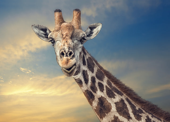Ljuddämpande tavla - Giraff
