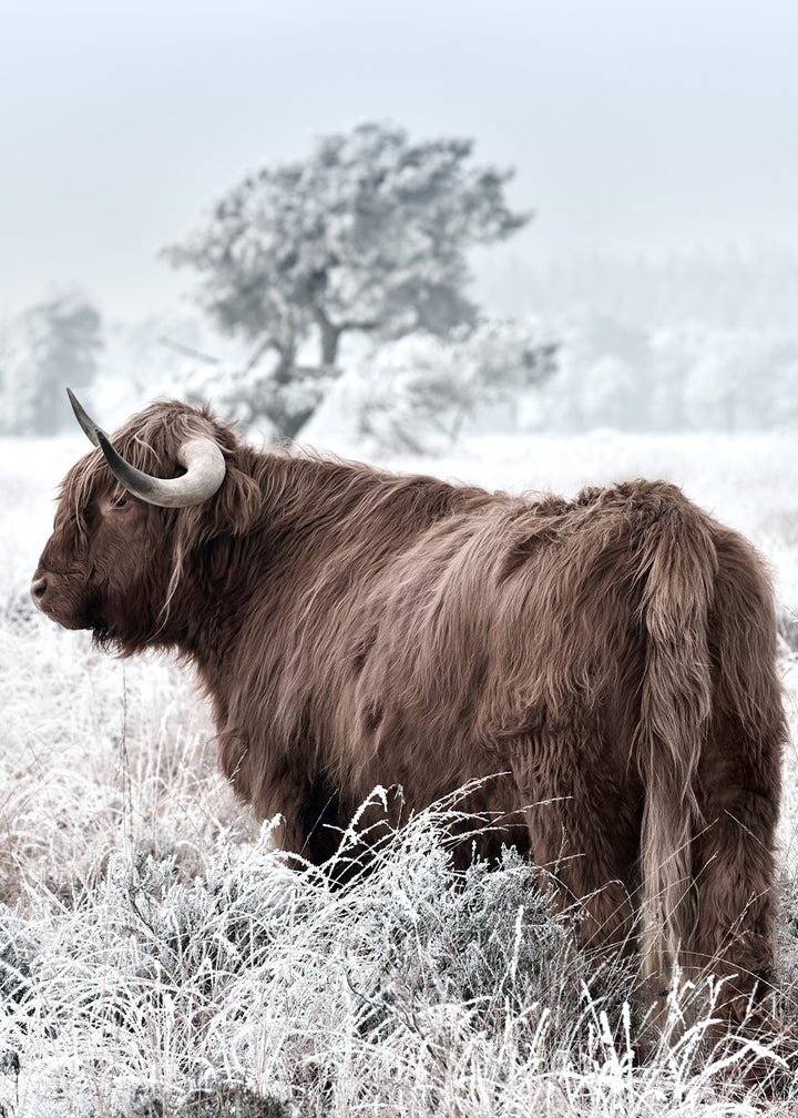 Plakat - Highland