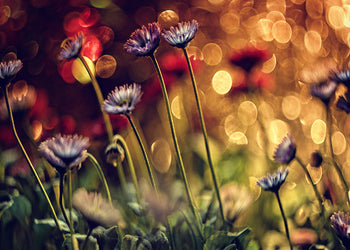 Tavla - Dandelions (80x120cm)