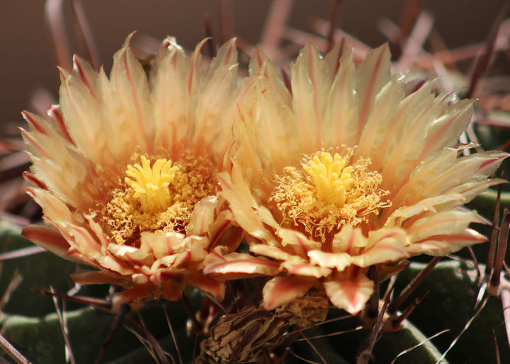 Ljuddämpande tavla - Ferocactus