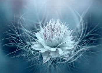 Canvastavla - Lotus (80x120)