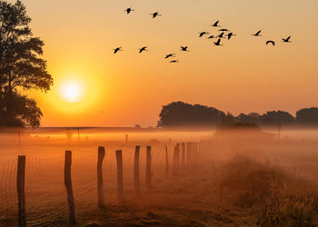 Canvastavla - Sunrise Birds (70X100)