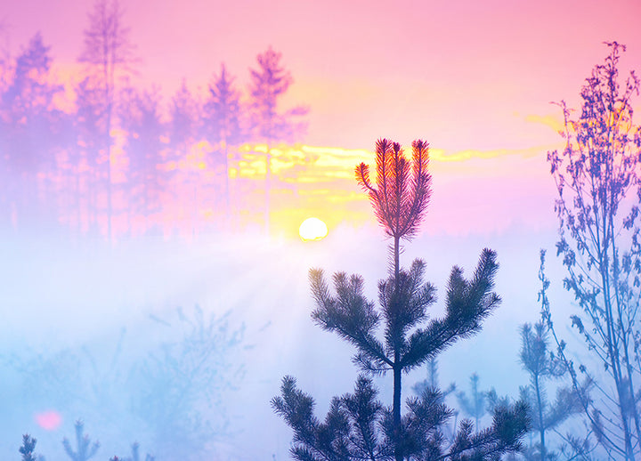 Canvastavla - Sunrise in Forest (70x100)