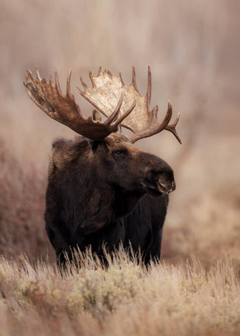 Canvastavla - Moose Moment (70x100)