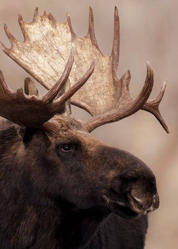 Canvastavla - Moose Moment (70x100)