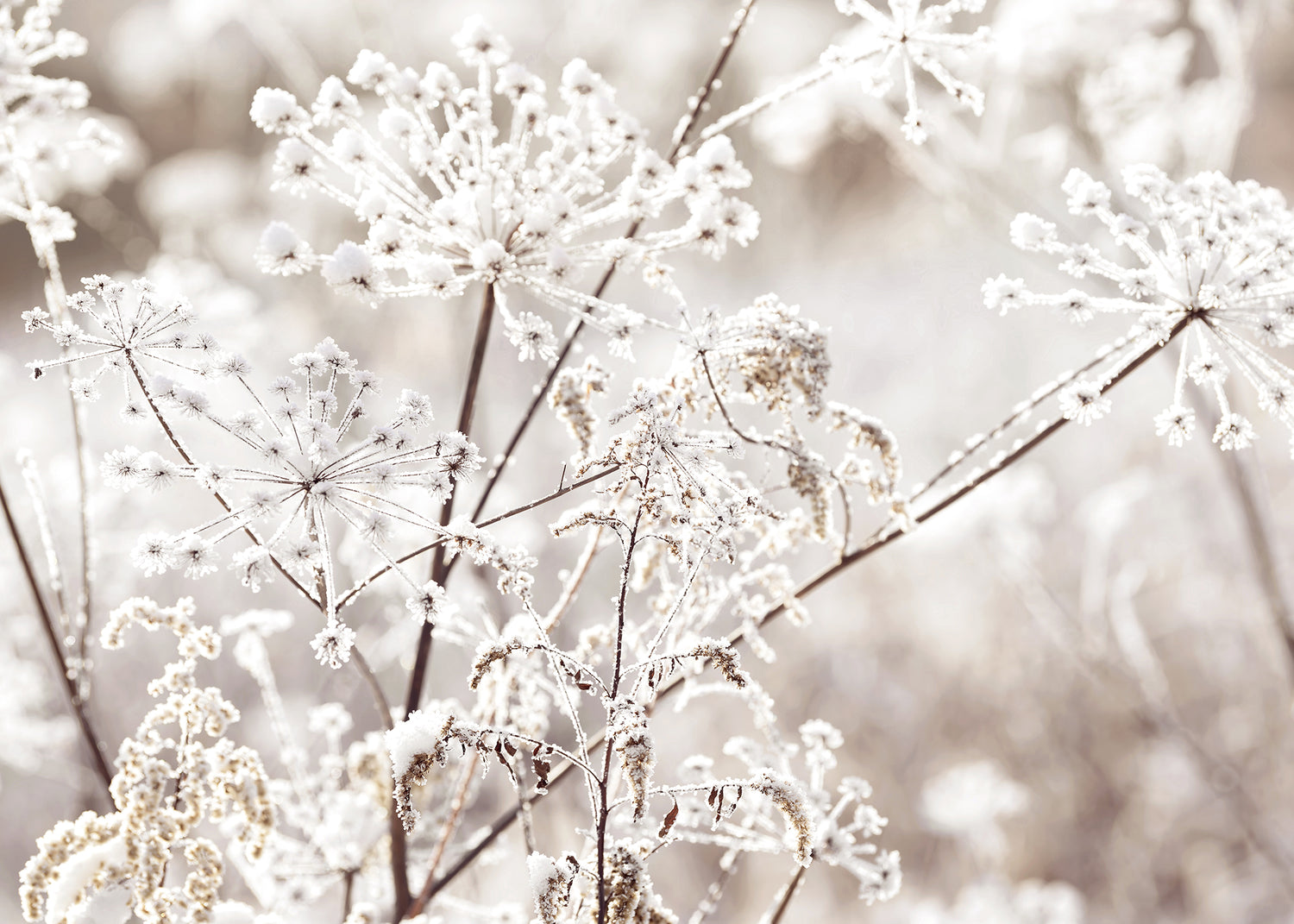 Canvastavla - Frozen Branches