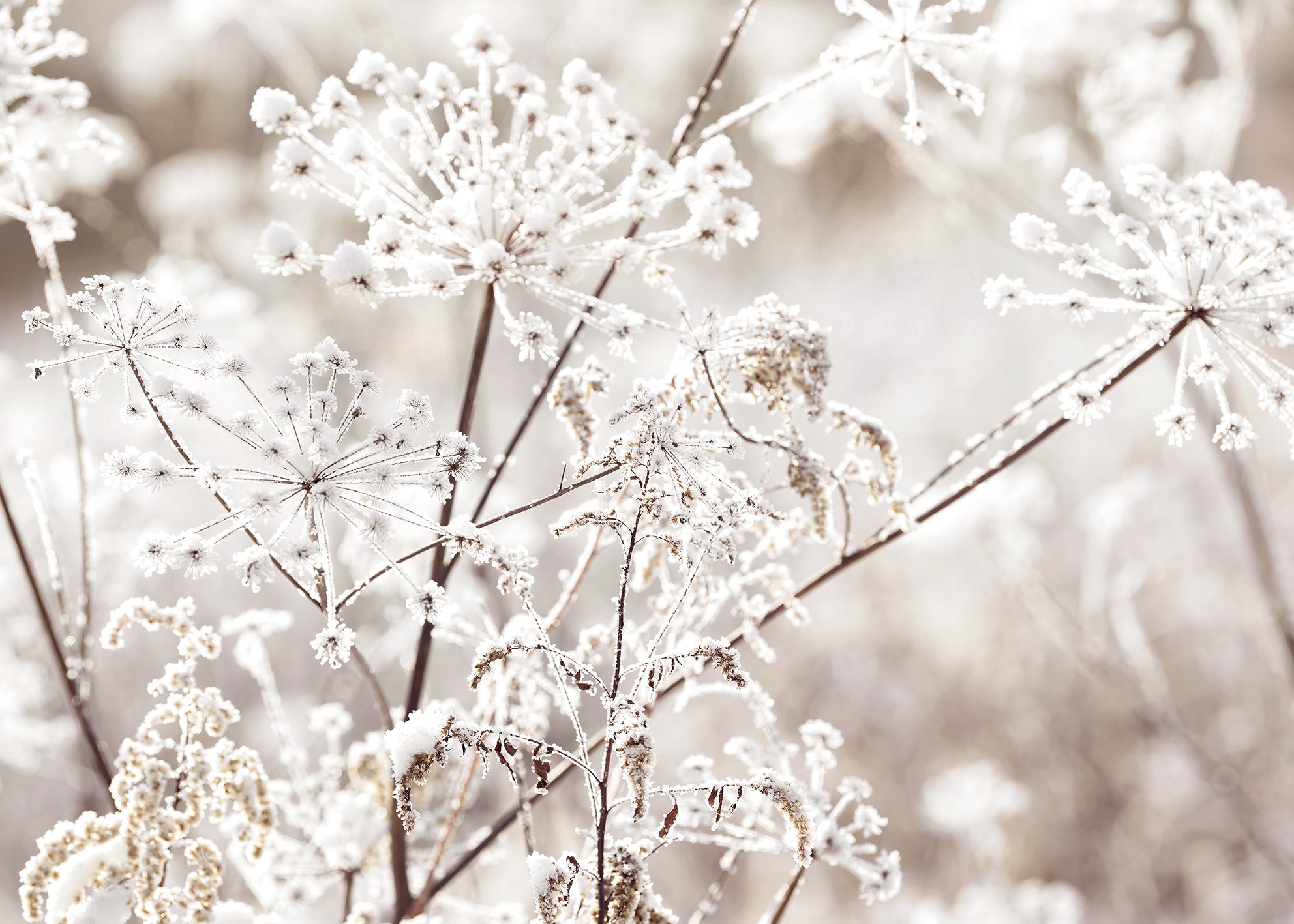 Canvastavla - Frozen Branches
