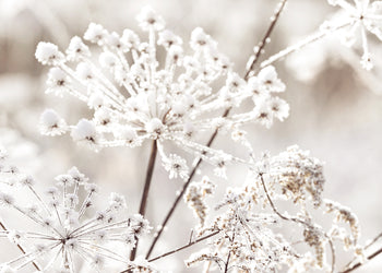 Canvastavla - Frozen Branches