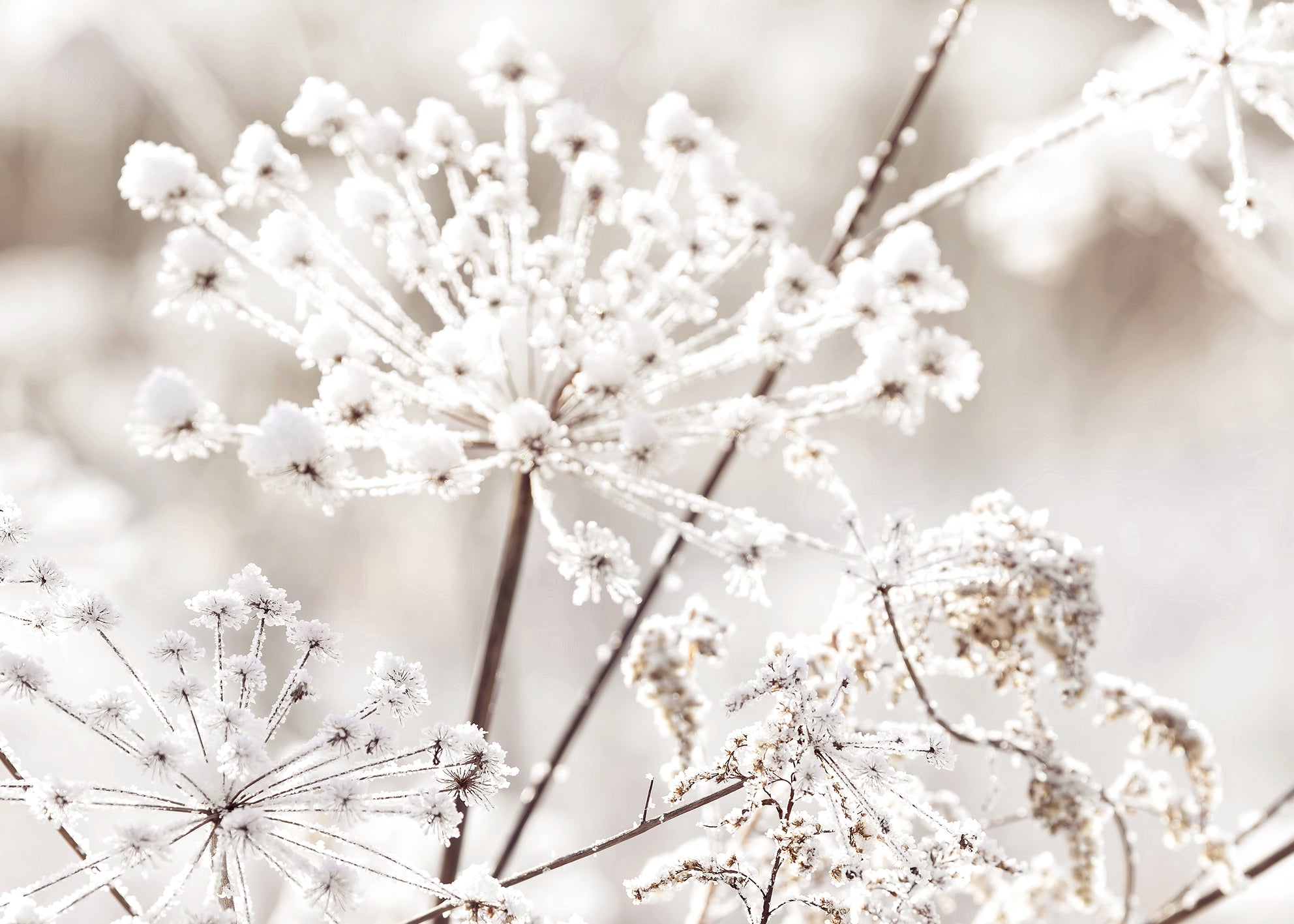 Canvastavla - Frozen Branches