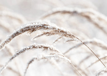 Canvastavla - Grass in Winter
