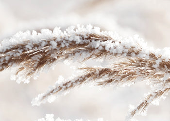 Canvastavla - Grass in Winter