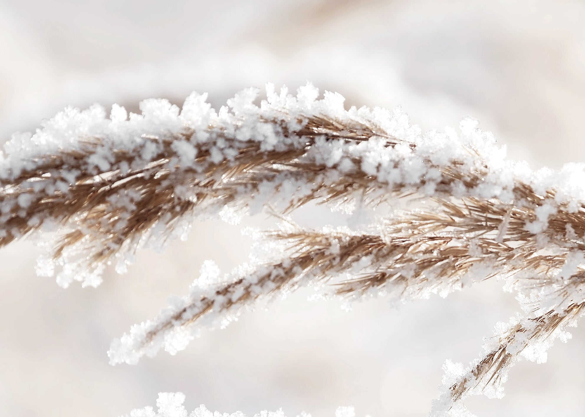 Canvastavla - Grass in Winter