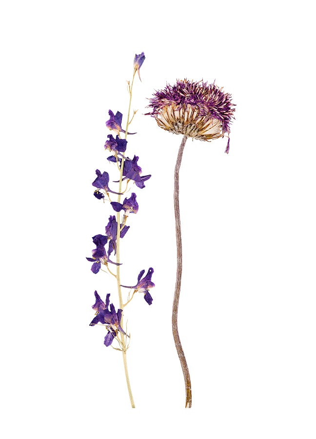 Plakat - Dried flower
