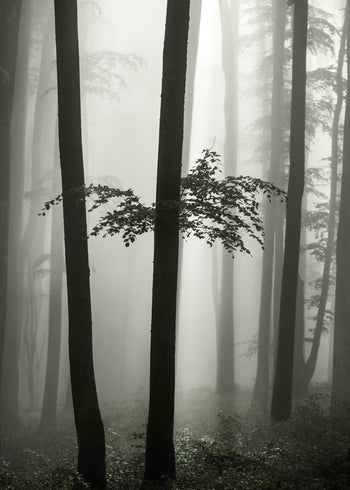Canvastavla - Beech Forest