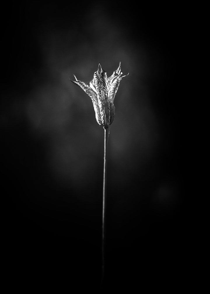 Plakat - Bloom in The Light