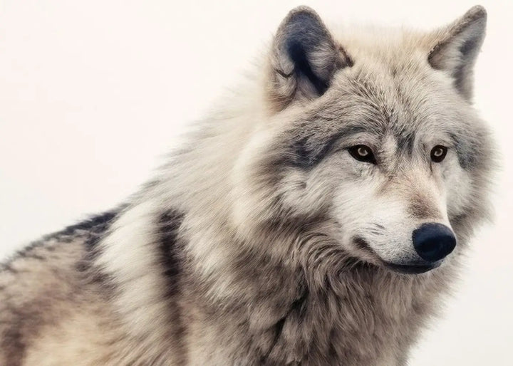 Lerretsbilde - Grey Wolf