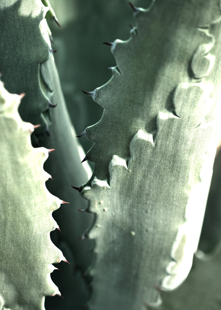 Plakat - Aloe