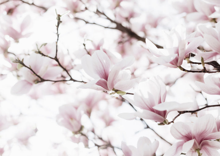 Plakat - Blossoms of Magnolia